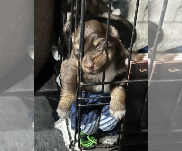 Medium Photo #6 Australian Shepherd Puppy For Sale in NEW BRAUNFELS, TX, USA