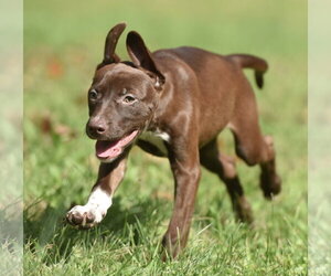 Filly - Female Chocolate Labrador retriever-Pointer Mix Dog for Adoption - Photo #2