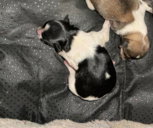 Medium Photo #1 Havanese Puppy For Sale in TWIN FALLS, ID, USA