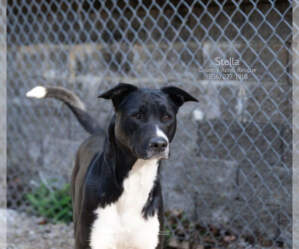 Medium Photo #1 Retriever -Unknown Mix Puppy For Sale in Manchester, MO, USA