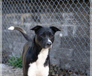 Retriever -Unknown Mix Dogs for adoption in Manchester, MO, USA