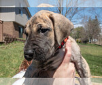 Small Photo #4 Great Dane Puppy For Sale in COMMERCE, MI, USA
