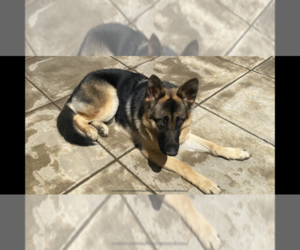 German Shepherd Dog Puppy for sale in VANCOUVER, WA, USA