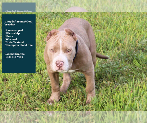 Medium Photo #5 American Bully Puppy For Sale in MOTLEY, MN, USA
