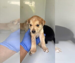 Labrador Retriever-Unknown Mix Dogs for adoption in Houston, TX, USA