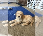 Puppy Chicken Nugget Bernedoodle (Miniature)