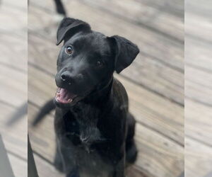 Mila - Female Labrador Retriever-Unknown Mix Dog for Adoption - Photo #4