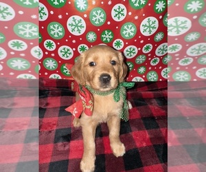 Golden Retriever Puppy for sale in INDIANAPOLIS, IN, USA