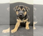 Small #1 German Shepherd Dog Mix