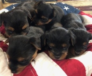 Yorkshire Terrier Puppy for sale in ESCALON, CA, USA