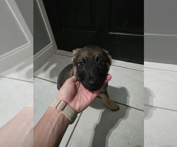 Medium Photo #2 German Shepherd Dog-pomeranian spitz Mix Puppy For Sale in Princeton, MN, USA