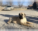 Small Photo #47 Boerboel Puppy For Sale in LAS CRUCES, NM, USA