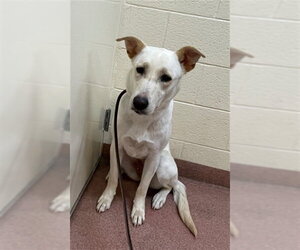 Labrenees Dogs for adoption in Ogden, UT, USA