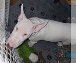 Small Photo #18 Bull Terrier Puppy For Sale in LONG BEACH, CA, USA