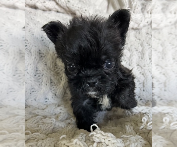 Medium Photo #4 French Bulldog Puppy For Sale in DENTON, MD, USA