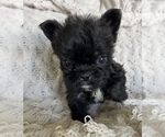 Small #3 French Bulldog