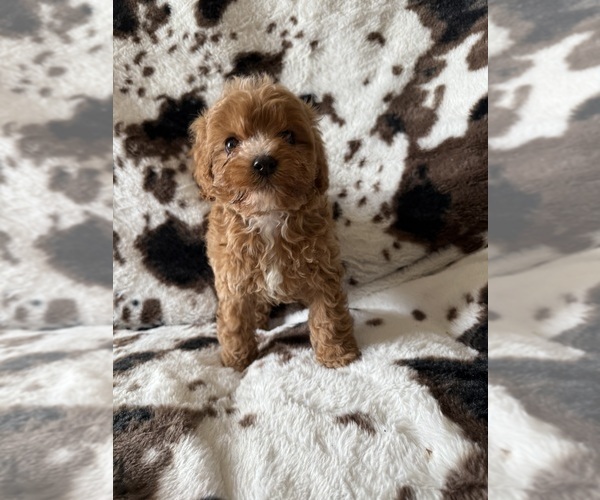 Medium Photo #4 Cavapoo (Miniature) Puppy For Sale in MUNFORDVILLE, KY, USA
