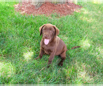 Small #3 Labrador Retriever