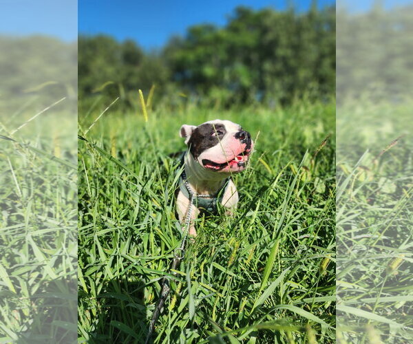 Medium Photo #2 English Boston Bulldog Puppy For Sale in McDonough, GA, USA