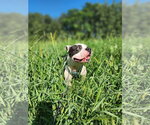 Small #1 English Boston Bulldog