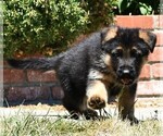 Small Photo #9 German Shepherd Dog Puppy For Sale in MURRIETA, CA, USA
