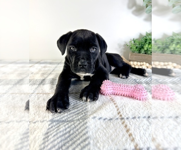 Medium Photo #5 Cane Corso Puppy For Sale in GREENFIELD, IN, USA