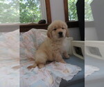 Small #7 Golden Retriever