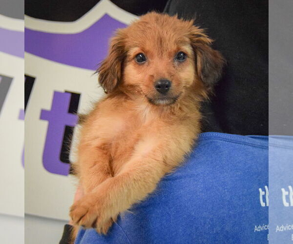 Medium Photo #4 Australian Shepherd-Unknown Mix Puppy For Sale in Huntley, IL, USA
