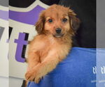 Small #3 Australian Shepherd Mix