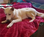 Small Photo #3 Siberian Husky Puppy For Sale in PELZER, SC, USA