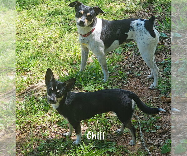 Medium Photo #2 Rat-Cha Puppy For Sale in Atlanta, GA, USA