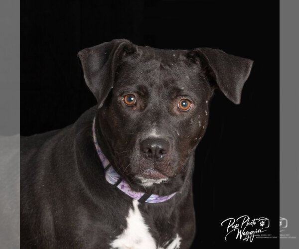Medium Photo #2 Labrador Retriever-Unknown Mix Puppy For Sale in Claremore, OK, USA