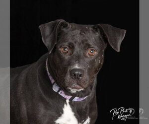Patty - Female Labrador Retriever-Unknown Mix Dog for Adoption - Photo #2