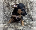 Small #3 Rat Terrier