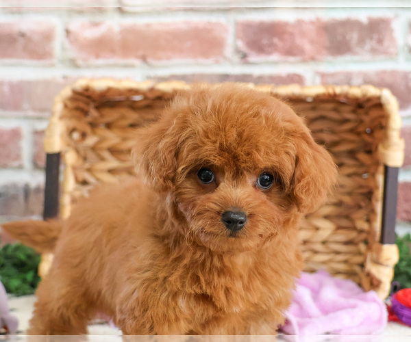 Medium Photo #4 Cavapoo Puppy For Sale in SYRACUSE, IN, USA