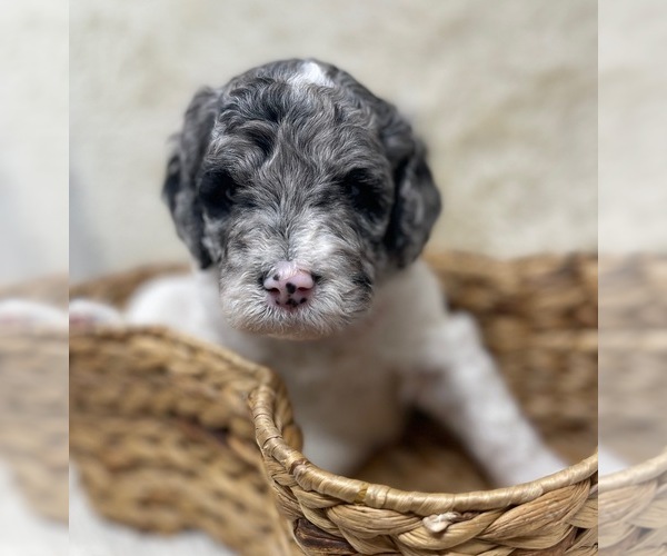 Medium Photo #1 Double Doodle Puppy For Sale in PIERSON, FL, USA