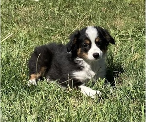 Miniature Australian Shepherd Puppy for sale in FORT MORGAN, CO, USA