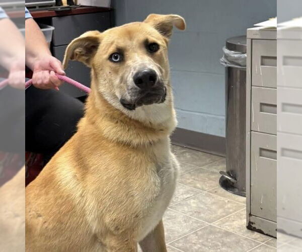 Medium Photo #5 Retriever -Unknown Mix Puppy For Sale in Rustburg, VA, USA