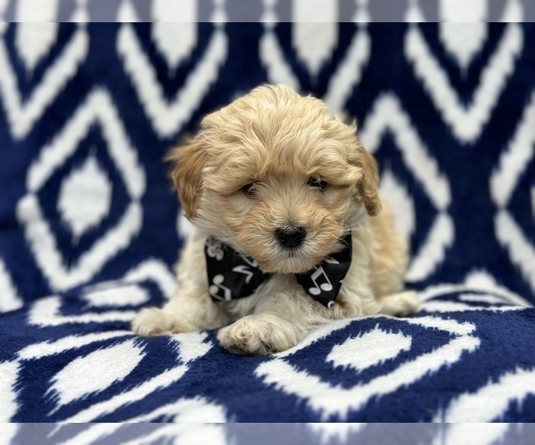 Medium Photo #5 Poovanese Puppy For Sale in LAKELAND, FL, USA