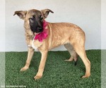Small #5 German Shepherd Dog Mix