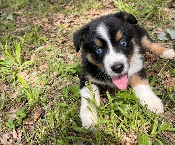 Medium Photo #5 Australian Shepherd Puppy For Sale in ELBERTON, GA, USA