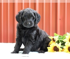 Labradoodle-Poodle (Miniature) Mix Puppy for sale in FREDERICKSBG, OH, USA