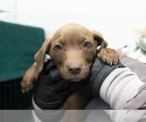 Labrador Retriever-Unknown Mix Dogs for adoption in Mountain Home, AR, USA