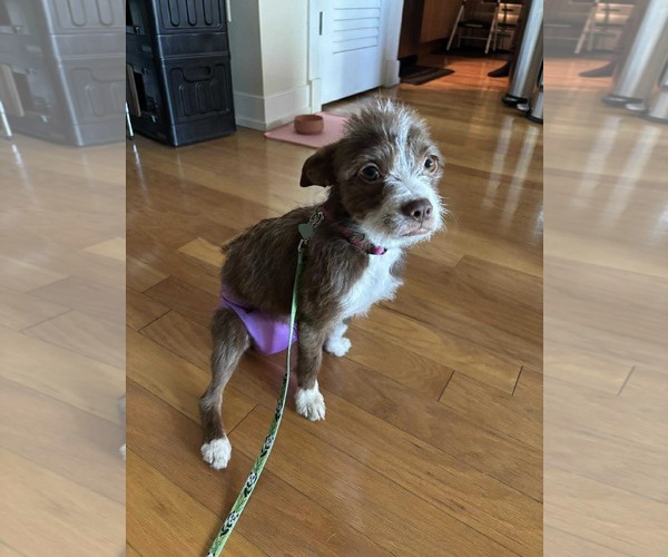 Medium Photo #10 Pekingese-Unknown Mix Puppy For Sale in Westwood, NJ, USA