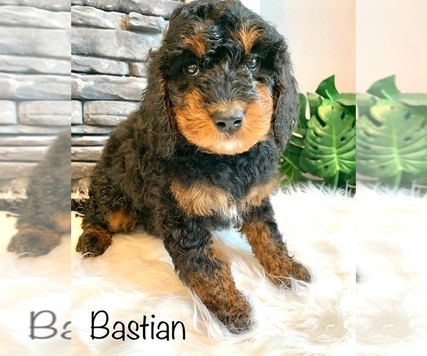 Full screen Photo #1 Miniature Bernedoodle Puppy For Sale in MORRIS, MN, USA