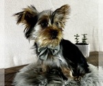 Small #3 Yorkshire Terrier