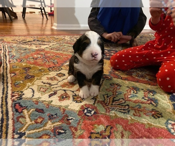 Medium Photo #5 Bernedoodle Puppy For Sale in SPRINGFIELD, VA, USA