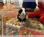 Small Photo #5 Bernedoodle Puppy For Sale in SPRINGFIELD, VA, USA
