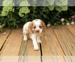 Small #14 Cocker Spaniel