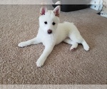 Small Photo #14 Shiba Inu Puppy For Sale in DAVENPORT, FL, USA